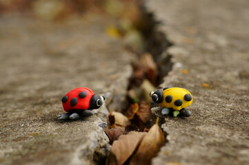 ladybird