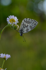 Marbled white, black and white butterfly in the wild, close up