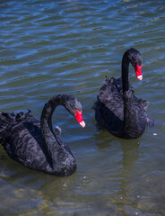 a two  black swans (Cygnus atratus) swimming at the pond