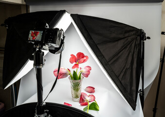 shooting studio, tulipes dans un vase-3