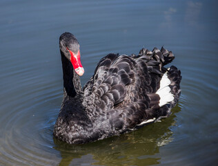 a black swan (Cygnus atratus) swimming at the pond