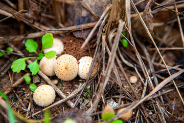 Puffball mushroom