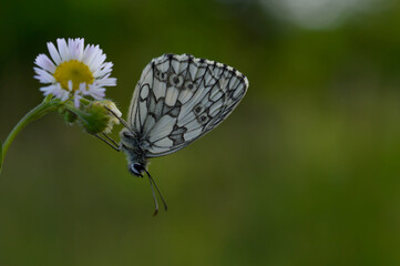 Marbled white, black and white butterfly in the wild, close up