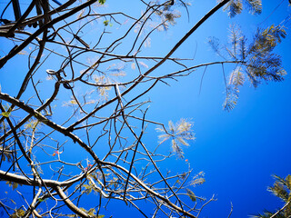 Clear sky and dry tree's branches