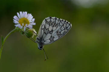 Marbled white, black and white butterfly in the wild, close up