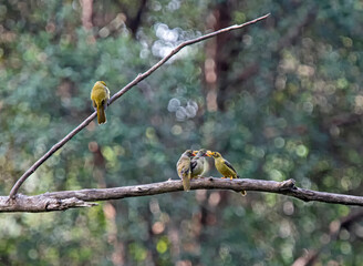 Bell Minor feeding time - adult and baby birds on  a tree
