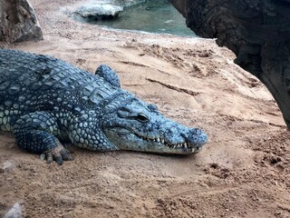 Cocodrilo
