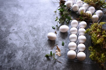 White chicken eggs with forest moss and plants, gray background. Easter egg coloring with natural...