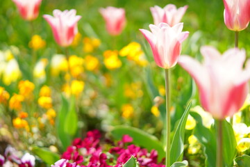 春に咲くチューリップ
