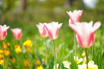 春に咲くチューリップ