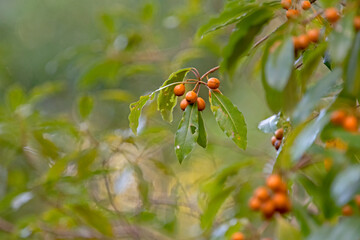 orange berry of pittosporum tree.