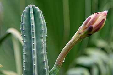 Big cactus flower