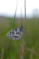 Marbled white, black and white butterfly in the wild