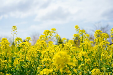 Obraz premium 春に咲く菜の花