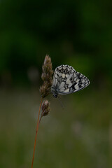 Marbled white, black and white butterfly in the wild