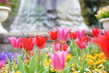 春に咲くチューリップなどの花