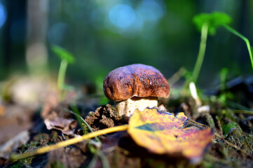 Small boletus mushroom with a brown cap covered with a leaf in the forest