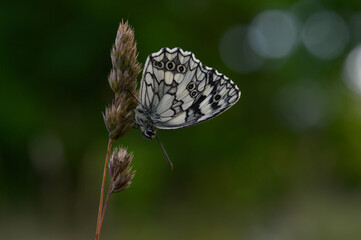 Marbled white, black and white butterfly in the wild