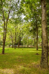 green garden in country Thailand