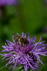 Bee on a purple prickly plan close up, macro