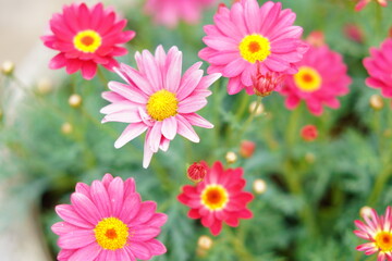 春に咲くチューリップなどの花