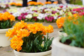 春に咲くチューリップなどの花