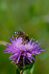 Bee on a purple prickly plan close up, macro