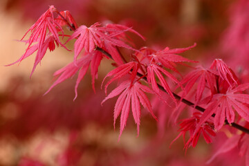 érable du Japon