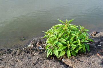 green plant on the ground
