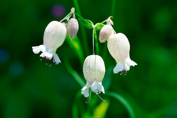 wunderbare Blumen in der Natur © Cem