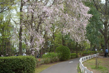 船橋の公園の風景