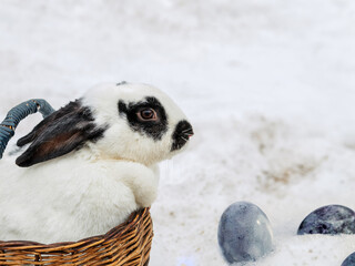 Rabbit with mottled hair in wooden basket standing in snow. Painted chicken eggs in snow