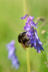 Bumblebee on a blue vetch flower macro close up