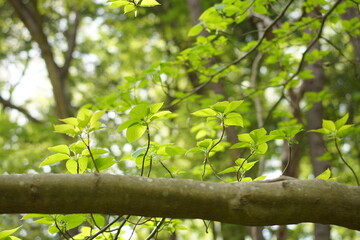 船橋の公園の風景