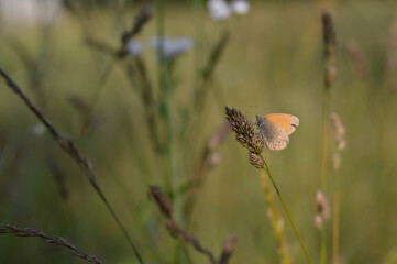 Chestnut heath butterfly in nature close up, macro