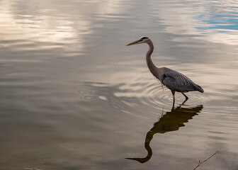 Heron