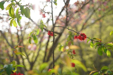 船橋の公園の風景