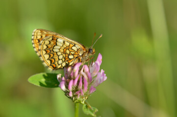 Boloria dia, Weaver's Fritillary butterly close up in nature