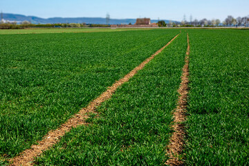 Young wheat sprouting in the agricultural field