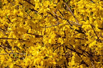 Blooming forsythia in the front yard
