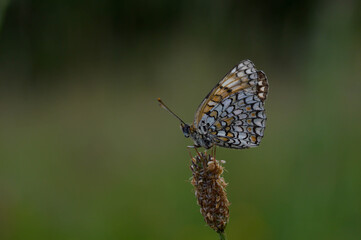 Boloria dia, Weaver's Fritillary butterly close up in nature