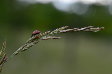 Ladybug on a plant in natural environment
