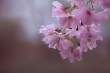 Kirschblüten - Rosa Pinke Blüten Blumen