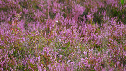 Pink Beauty of mass flowering Heather, Erica (Calluna vulgaris)