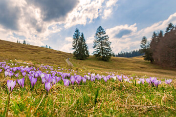 Krokusse - Allgäu - Alpen - berge - Hündle - Oberstaufen - Frühling