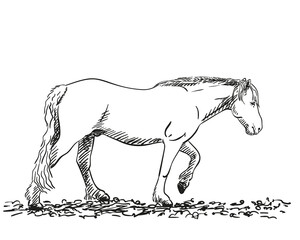 horse sketch hand drawn