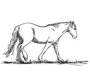 horse sketch hand drawn