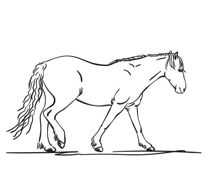 horse sketch hand drawn