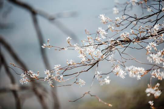 Tree in bloom