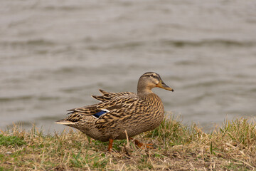 Fototapeta premium Braun schwarze Wildente am Rande der Donau